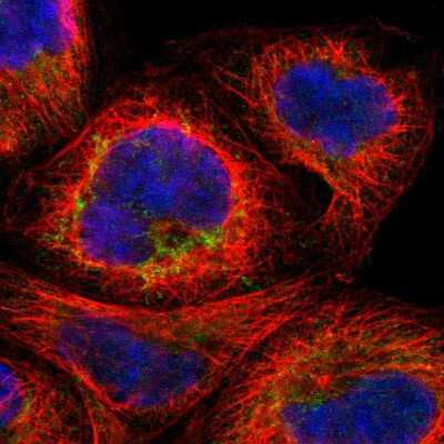 Immunocytochemistry/ Immunofluorescence: MTIF2 Antibody [NBP1-81609]