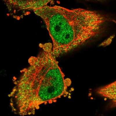 Immunocytochemistry/ Immunofluorescence: MTO1 Antibody [NBP1-85932]