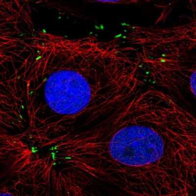 Immunocytochemistry/ Immunofluorescence: MTSS1L Antibody [NBP2-57037]