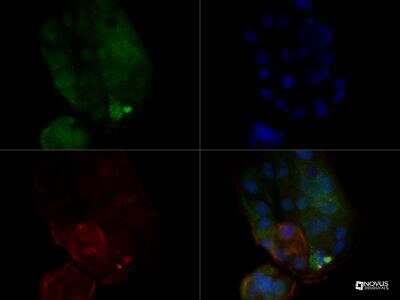 Immunocytochemistry/ Immunofluorescence: MUC1 Antibody (SM3) - BSA Free [NB120-22711]