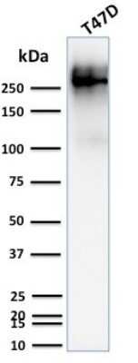Western Blot: MUC1 Antibody (139H2)Azide and BSA Free [NBP2-47888]