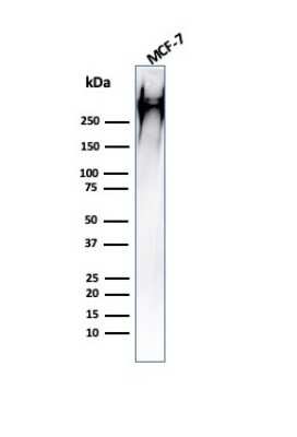 Western Blot: MUC1 Antibody (HMPV) [NBP2-44657]