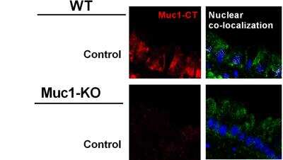Knockout Validated: MUC1 Antibody - BSA Free [NBP1-60046]