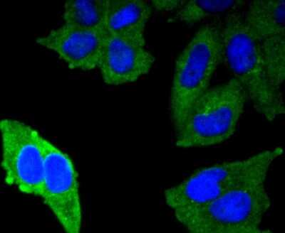 Immunocytochemistry/ Immunofluorescence: MUC1 Antibody (SN06-80) [NBP2-67650]
