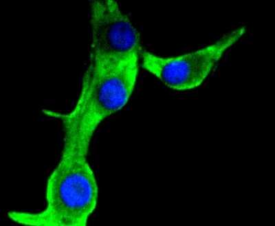Immunocytochemistry/ Immunofluorescence: MUC1 Antibody (SN06-80) [NBP2-67650]