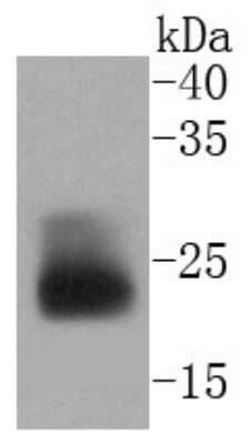 Western Blot: MUC1 Antibody (SN06-80) [NBP2-67650]