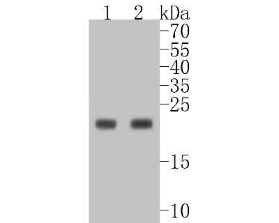 Western Blot: MUC1 Antibody (SN06-80) [NBP2-67650]