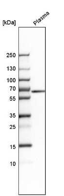 Western Blot: MUC13 Antibody [NBP1-92147]