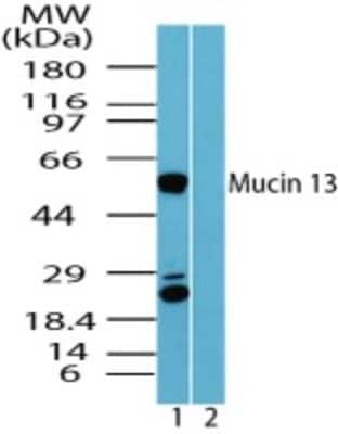 Western Blot: MUC13 AntibodyBSA Free [NBP2-24566]