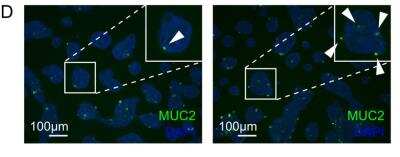 Immunocytochemistry/ Immunofluorescence: MUC2 Antibody [NBP1-31231]