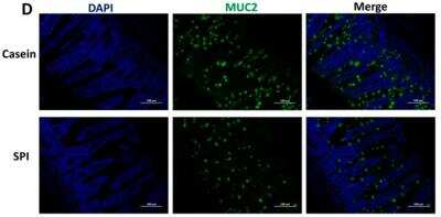 Immunohistochemistry: MUC2 Antibody [NBP1-31231]