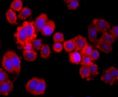 Immunocytochemistry/ Immunofluorescence: MUC2 Antibody (JA10-92) [NBP2-66961]