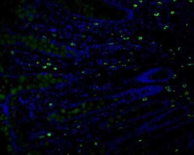 Immunohistochemistry-Paraffin: MUC2 Antibody (JA10-92) [NBP2-66961]