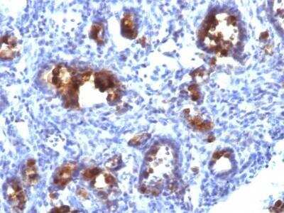 Immunohistochemistry-Paraffin: MUC3 Antibody (MUC3/1154) - Azide and BSA Free [NBP2-47687]