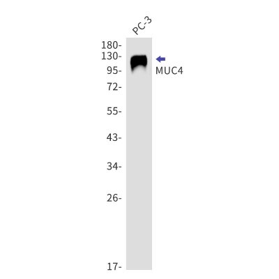 Western Blot: MUC4 Antibody (S05-7I9) [NBP3-19704]