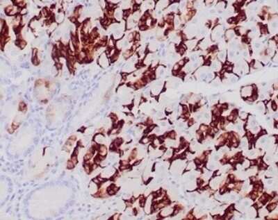 Immunohistochemistry-Paraffin: MUC6 Antibody (CLH5) [NBP2-44374]