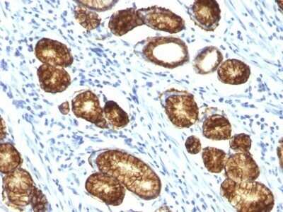 Immunohistochemistry-Paraffin: MUC6 Antibody (MUC6/916) - Azide and BSA Free [NBP2-47799]