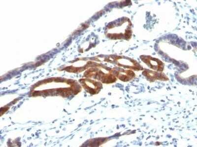 Immunohistochemistry-Paraffin: MUC6 Antibody (SPM598) [NBP2-44375]