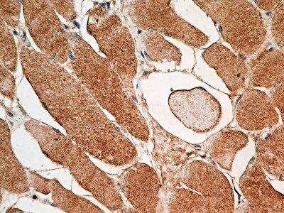 Immunohistochemistry-Paraffin: MUL1 Antibody (3G2.2F7) - BSA Free [NBP2-31362]