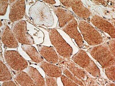 Immunohistochemistry-Paraffin: MUL1 Antibody (5H6.2D5) - BSA Free [NBP2-31361]