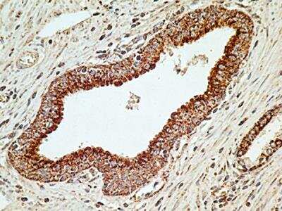Immunohistochemistry-Paraffin: MUL1 Antibody (5H6.2D5) - BSA Free [NBP2-31361]