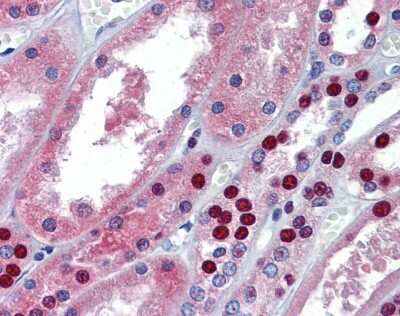 Immunohistochemistry-Paraffin: MUPP1 Antibody [NBP1-54331]