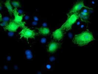 Flow Cytometry: MVK Antibody (OTI 1D7) - Azide and BSA Free [NBP2-72837]