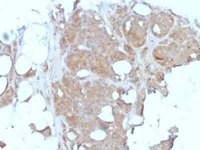 Immunohistochemistry-Paraffin: MVP Antibody (1032) [NBP2-44401]