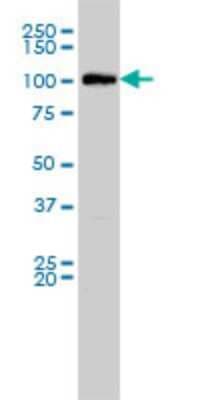 Western Blot: MVP Antibody (2H3-1A6) [H00009961-M01]