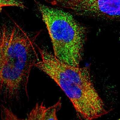 Immunocytochemistry/ Immunofluorescence: MVP Antibody [NBP1-82820]