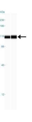 Simple Western: MVP Antibody [NBP1-82820]