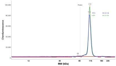 Simple Western: MVP Antibody [NBP1-82820]