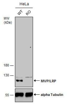 Knockout Validated: MVP Antibody [NBP1-33560]