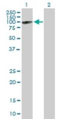 Western Blot: MX2 Antibody [H00004600-B01P]