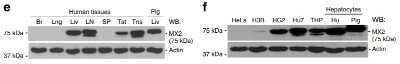 Western Blot: MX2 Antibody [NBP1-81018]