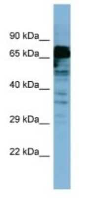 Western Blot: MYB Antibody [NBP3-10890]