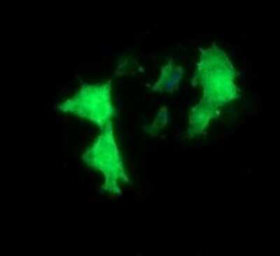 Immunofluorescence: MYBPH Antibody (OTI3G1) [NBP2-45839]
