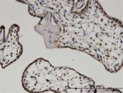 Immunohistochemistry-Paraffin: MYCBP Antibody (2E9) [H00026292-M02]