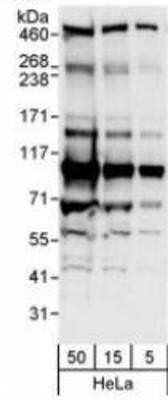 Western Blot: MYCBP2 Antibody [NB100-97841]