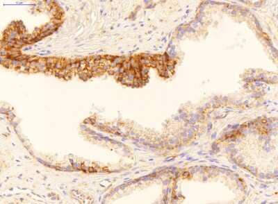Immunohistochemistry: MYD118 Antibody [NBP1-58997]