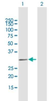 Western Blot: MYF6 Antibody [H00004618-B02P]