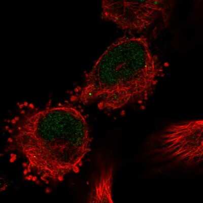 Immunocytochemistry/ Immunofluorescence: MYG1 Antibody [NBP2-38422]