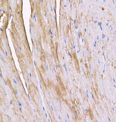 Immunohistochemistry-Paraffin: MYH4 Antibody - BSA Free [NBP3-05634]