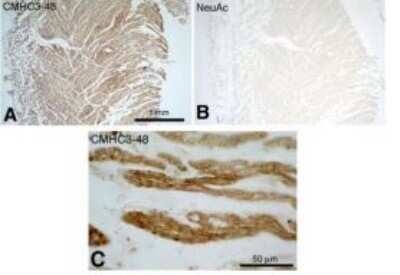 Immunohistochemistry-Paraffin: MYH6 Antibody (3-48) - Azide and BSA Free [NB300-284]
