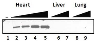 Western Blot: MYH6 Antibody (3-48)Azide and BSA Free [NB300-284]