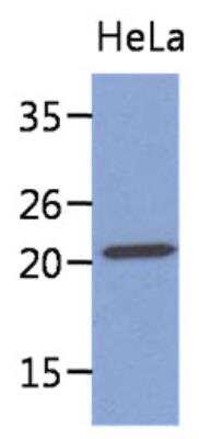 Western Blot: MYL4 Antibody (4E8)BSA Free [NBP2-42646]