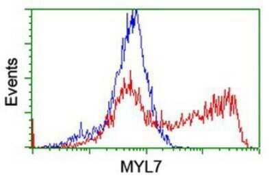 Flow Cytometry: MYL7 Antibody (OTI4E7) - Azide and BSA Free [NBP2-72859]