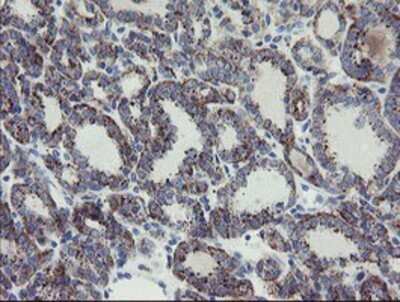 Immunohistochemistry: MYL7 Antibody (OTI4E7) - Azide and BSA Free [NBP2-72859]