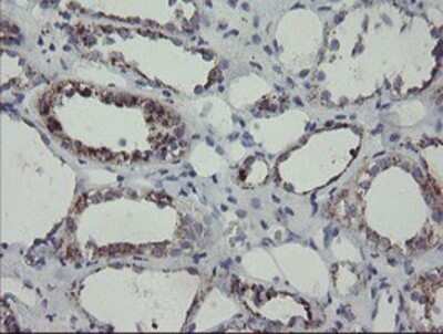 Immunohistochemistry: MYL7 Antibody (OTI4E7) - Azide and BSA Free [NBP2-72859]