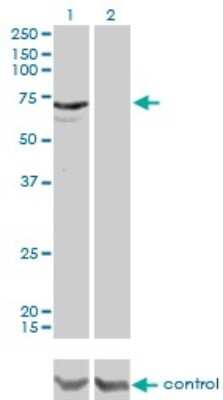 Western Blot: MYLK2 Antibody (2G1) [H00085366-M01]